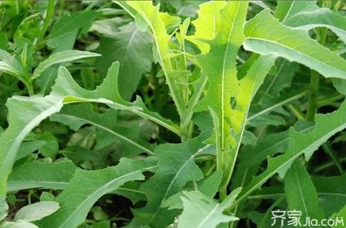 *家乡的苦苦菜* 任国璠〔甘肃永登〕【冰心文化传媒】主编 冰心（图6）