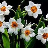 王海顺《咏花》系列诗词联（十二）（图3）