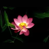 王海顺《咏花》系列诗词联（十二）（图6）