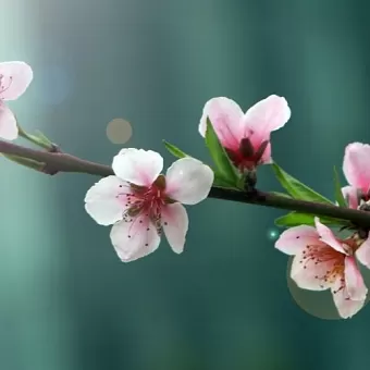 王海顺《咏花》系列诗词联（十二）（图5）