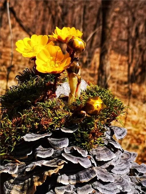 王海顺《咏花》系列诗词联（十二）（图12）