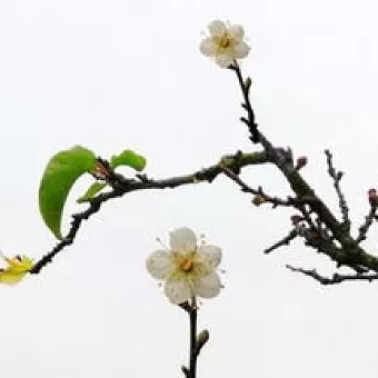 王海顺《咏花》系列诗词联（十二）（图11）