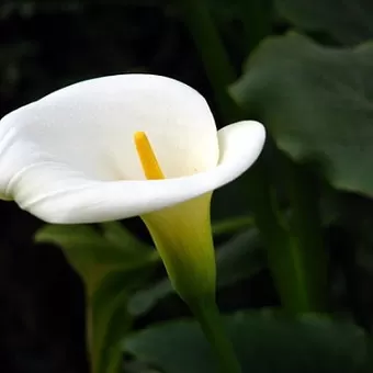 王海顺《咏花》系列诗词联（十二）（图10）