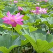 王海顺《咏花》系列诗词联（十二）（图17）