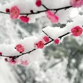 王海顺《咏花》系列诗词联（十二）（图20）