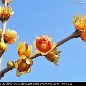 王海顺《咏花》系列诗词联（十二）（图19）