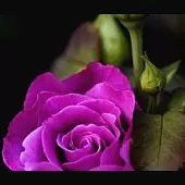 王海顺《咏花》系列诗词联（十二）（图9）