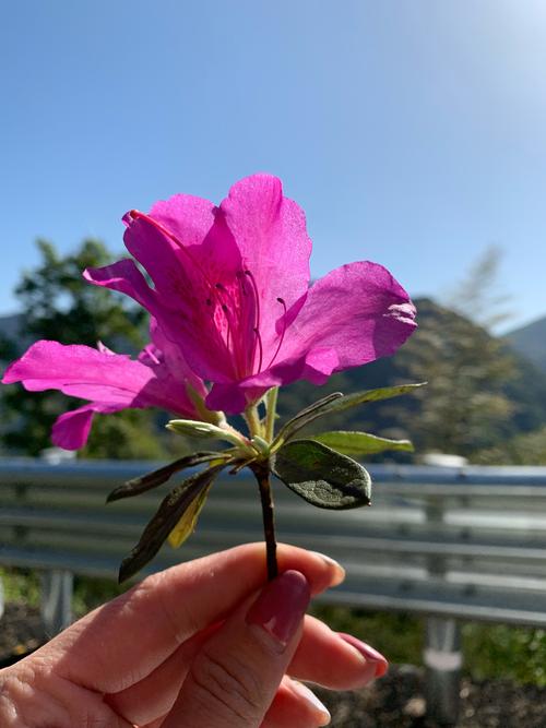 《上班路上的一朵过时杜鹃》作者:临川公子‖主播:燕子【桃源国际诗歌集团】用声音传递温暖以诵读致敬人生（图4）