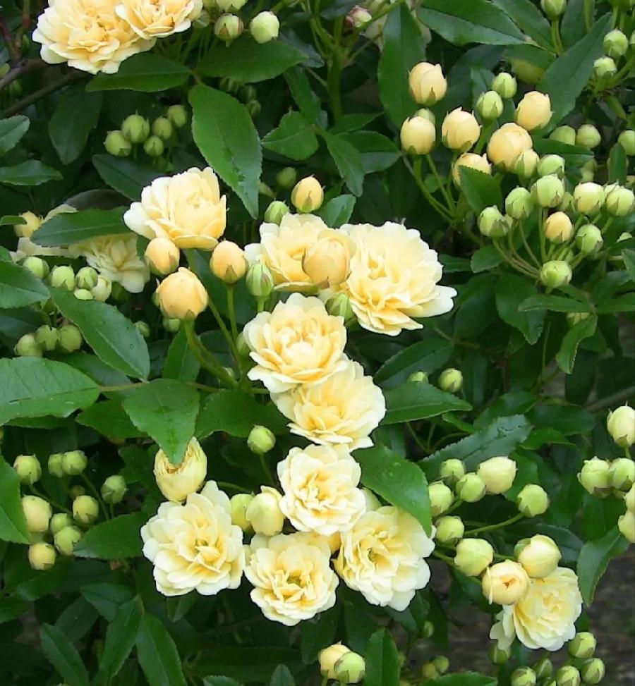 老未散文《木香》主播:小菜一碟;编辑:小鱼儿 【秦岛韵声】(第1057期)(图2)