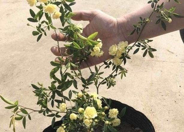 老未散文《木香》主播:小菜一碟;编辑:小鱼儿 【秦岛韵声】(第1057期)(图3)