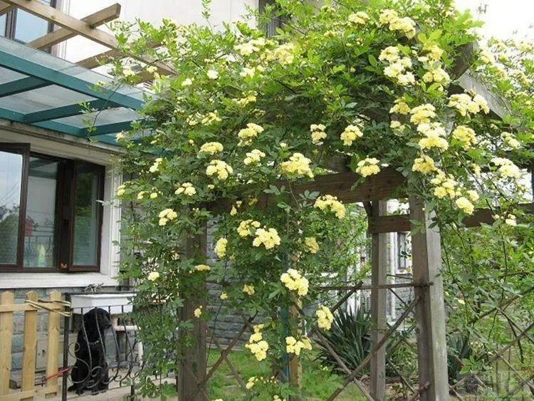 老未散文《木香》主播:小菜一碟;编辑:小鱼儿 【秦岛韵声】(第1057期)(图5)