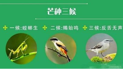 牛丽君朗诵【二十四节气系列小知识*芒种】文字整理/牛丽君（图5）