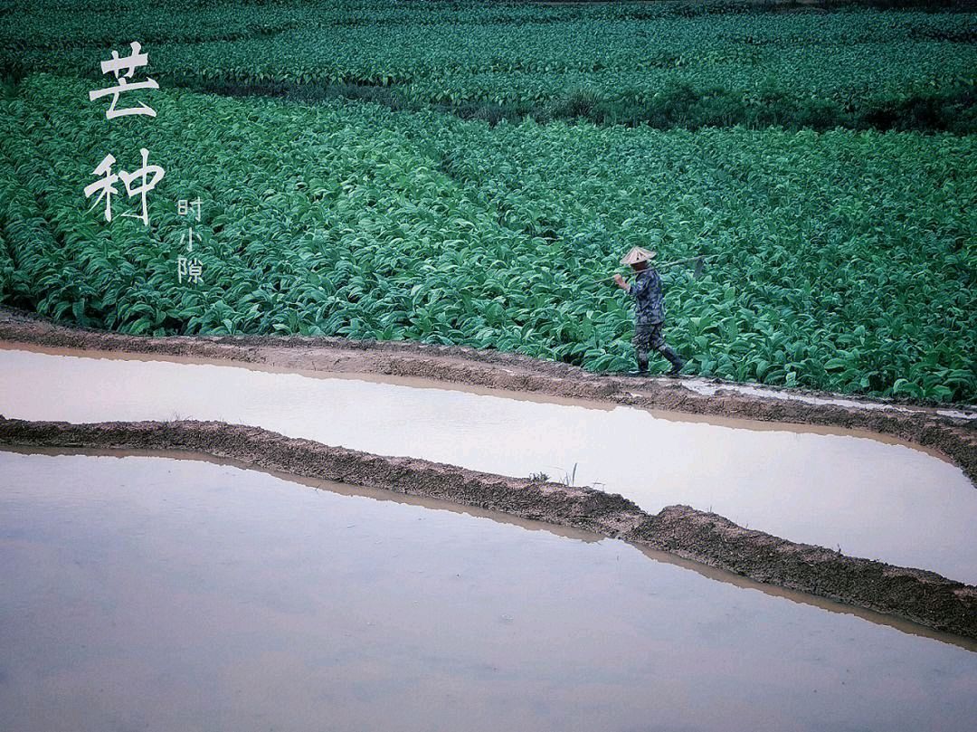 牛丽君朗诵【二十四节气系列小知识*芒种】文字整理/牛丽君（图8）