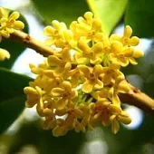 徐淑芳《咏花(2)》系列诗词联(十三)‖巴彦诗协诗词卷【544】(图2)