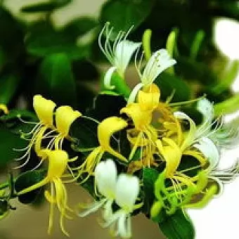 徐淑芳《咏花(2)》系列诗词联(十三)‖巴彦诗协诗词卷【544】(图3)