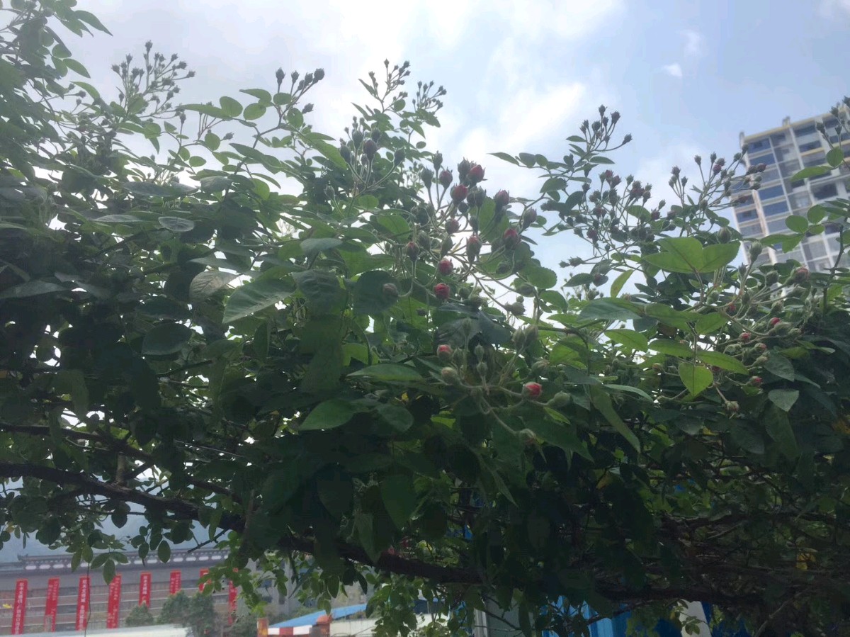 中华诗艺黑龙江分社推介/王立波游记散文:生活意趣.蔷薇（图6）