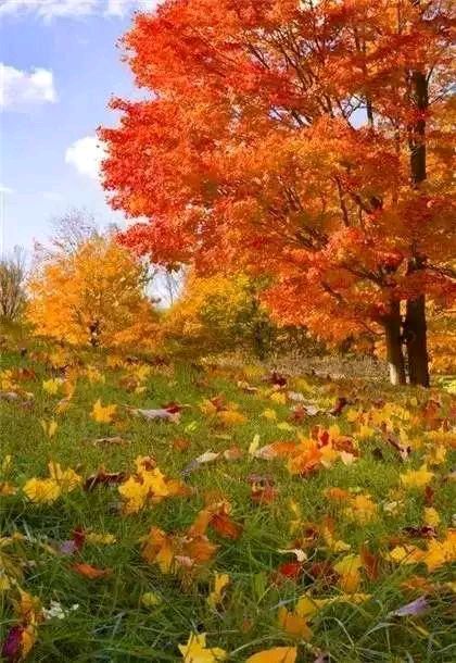 【新山东文学社】《人生与四季》作者/书乐 主播/远方（图5）