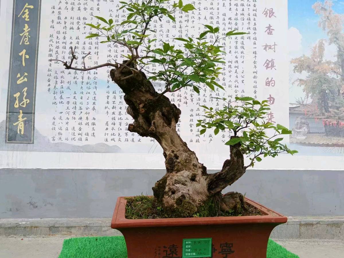 七绝小辑 作者 陇上〔陇南〕【冰心文化传媒】主编 冰心（图10）