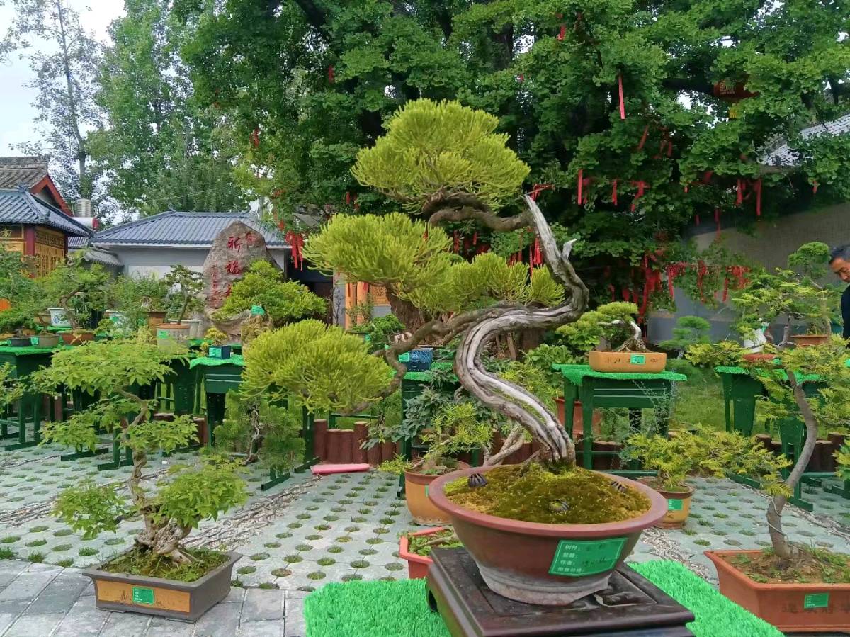 七绝小辑 作者 陇上〔陇南〕【冰心文化传媒】主编 冰心（图12）