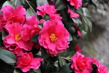 【经典推荐】曾培方//赞小区保洁员与花匠｛外二首｝（图9）