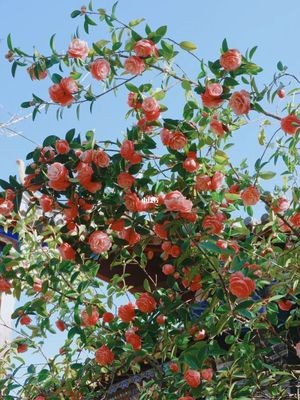 【经典推荐】曾培方//赞小区保洁员与花匠｛外二首｝（图10）