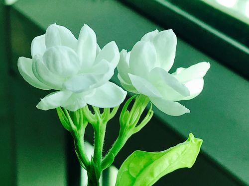 【新山东文学社】《茉莉花开》作者/白韶钟 主播/竹林听雨(图6)