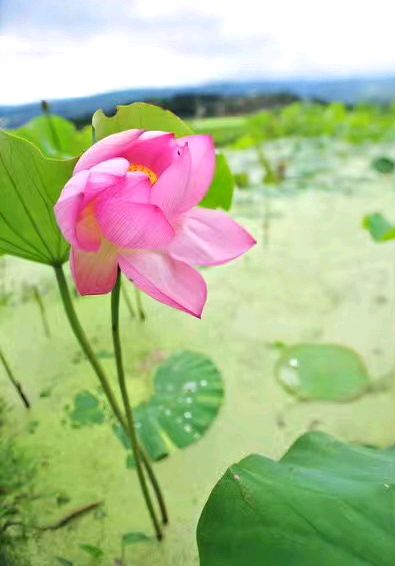 中华诗艺黑龙江分社推介/王立波游记散文:生活意趣.叠字诗(图11)