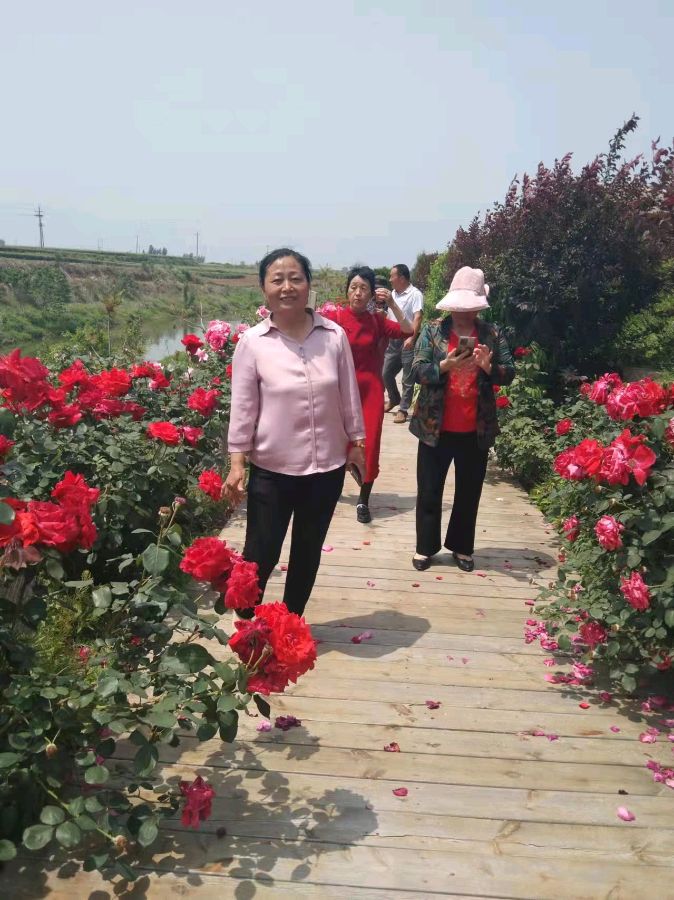 （共建美好平阴有你有我）文/王甲梅