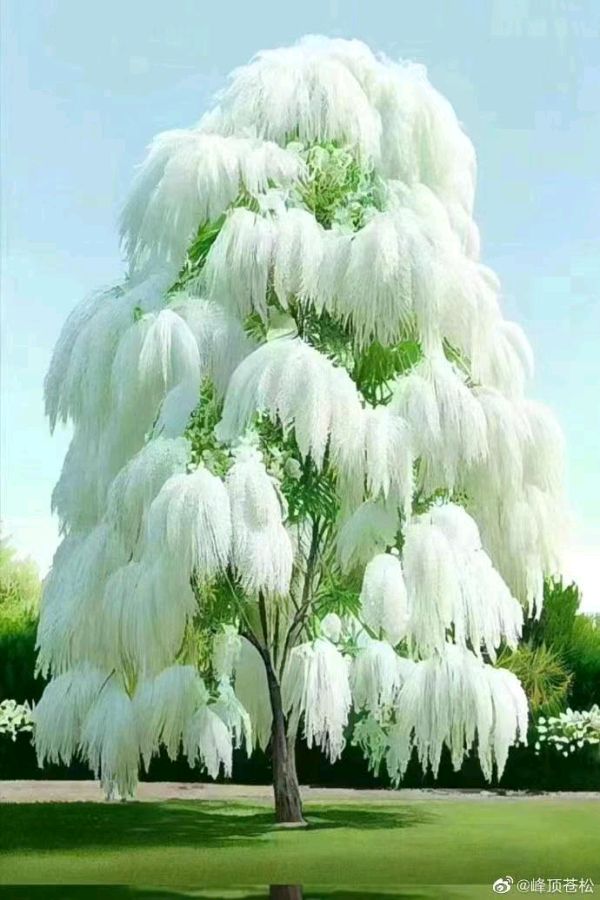 古诗六首 作者 朱良国（江苏）【冰心文化传媒】（图5）