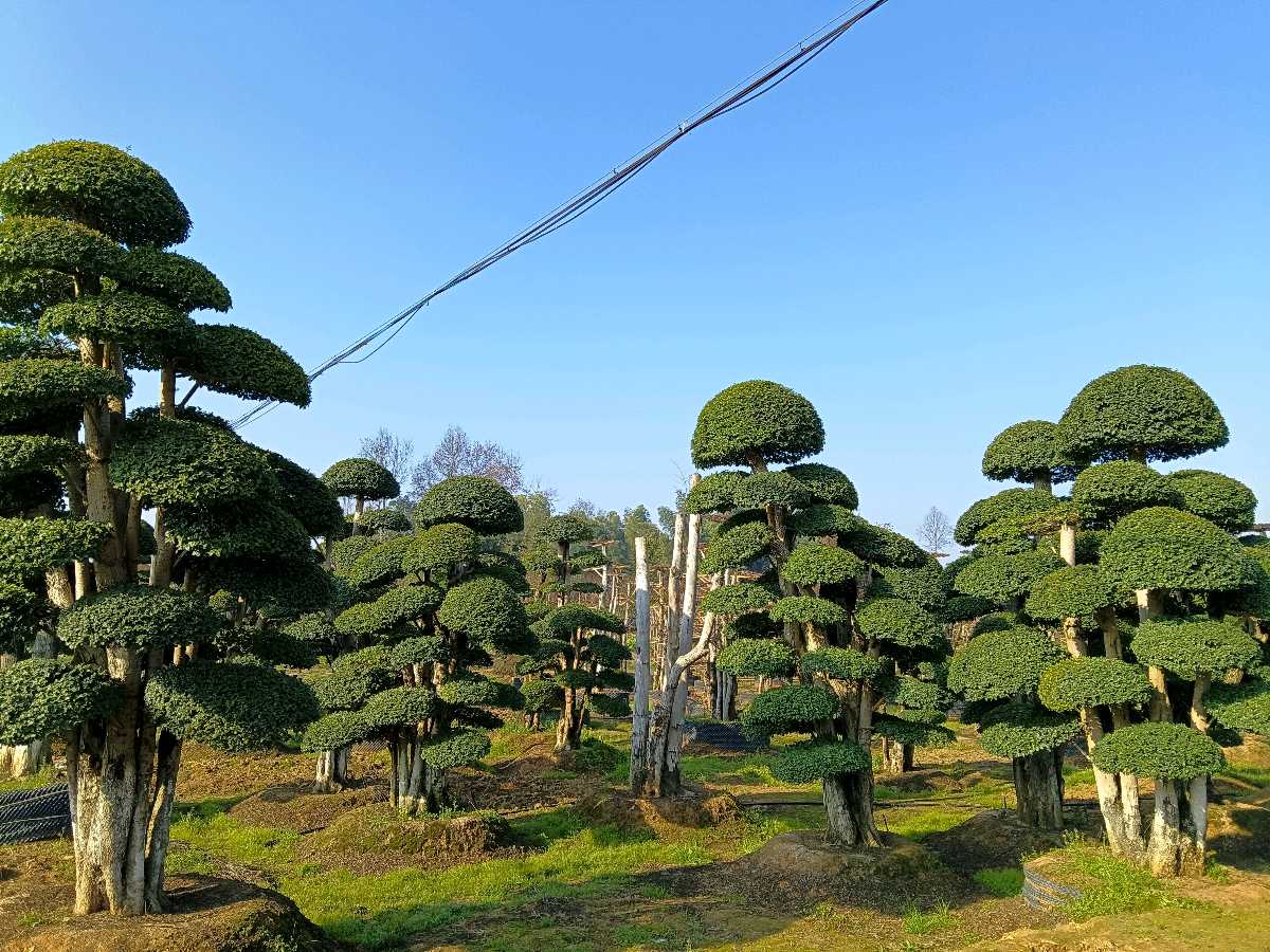 赤卫队之歌（图2）
