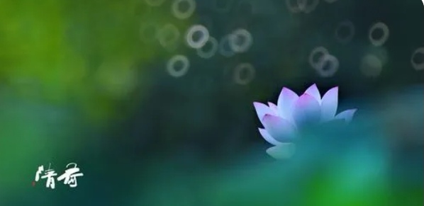 《清荷》作者/张维清 诵读/傲雪红梅 编辑/五指山【花雨馨声】有声文学平台【第361期】（图8）
