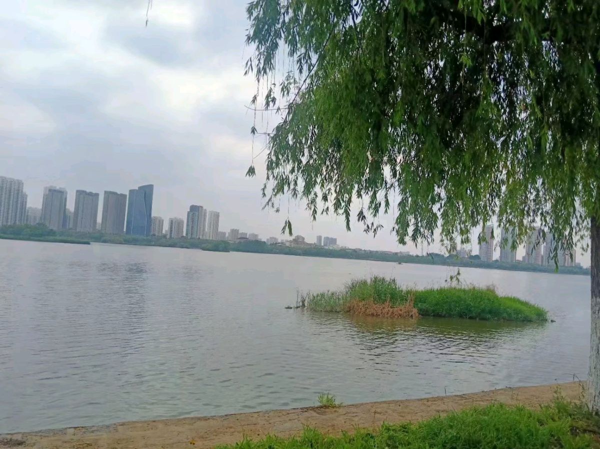 醉倒在故乡的风中-文/任淑媛-西银/北京头条（图2）