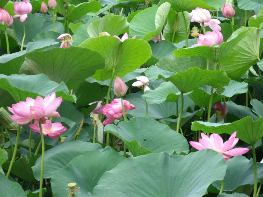 刘凤亭《十六字令·忙》系列诗词联（十五）‖巴彦诗协诗词卷【546】（图7）