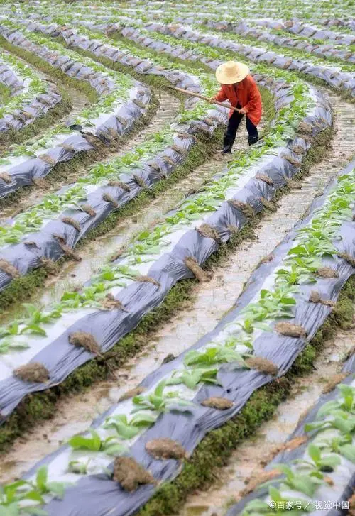 刘凤亭《十六字令·忙》系列诗词联（十五）‖巴彦诗协诗词卷【546】（图5）