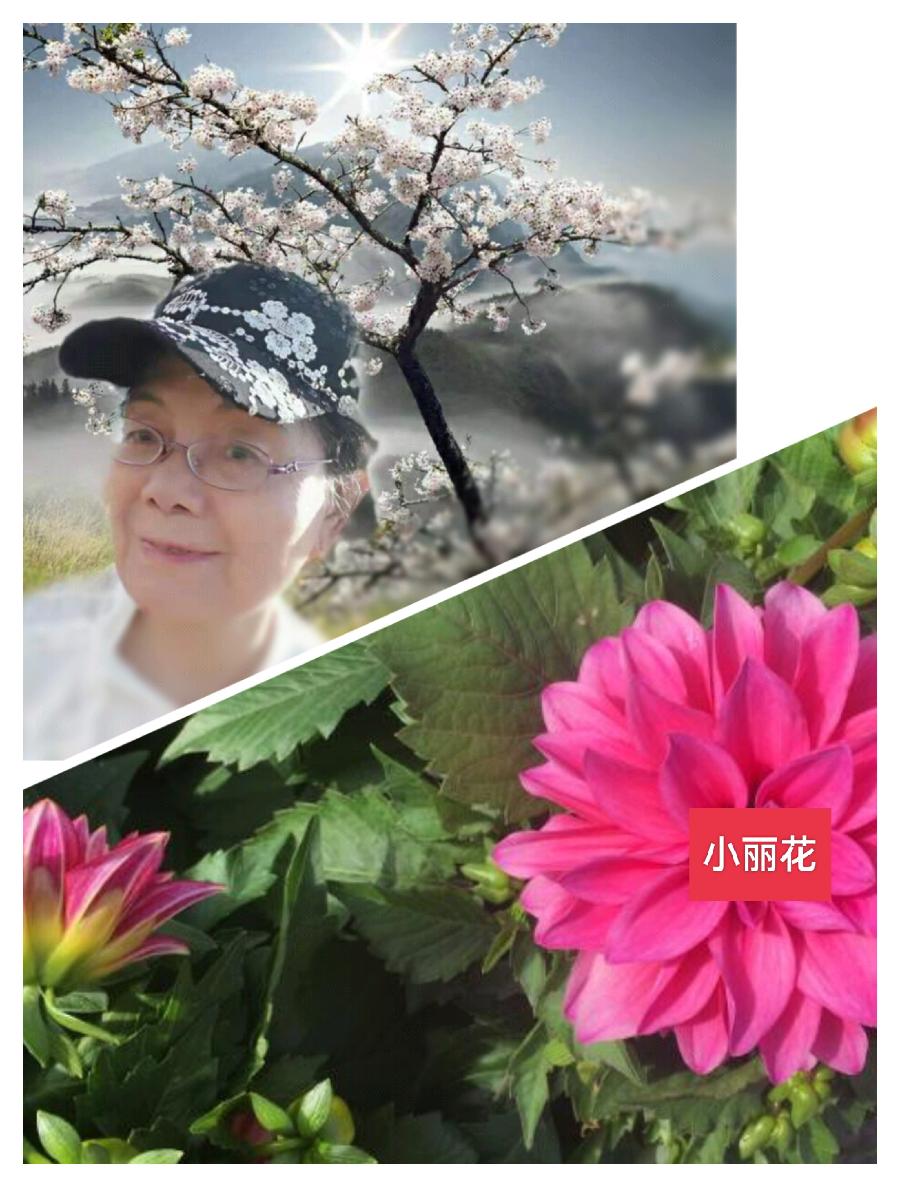刘林丽诗歌作品206期《夏夜》合诵:新心民敏&小丽花