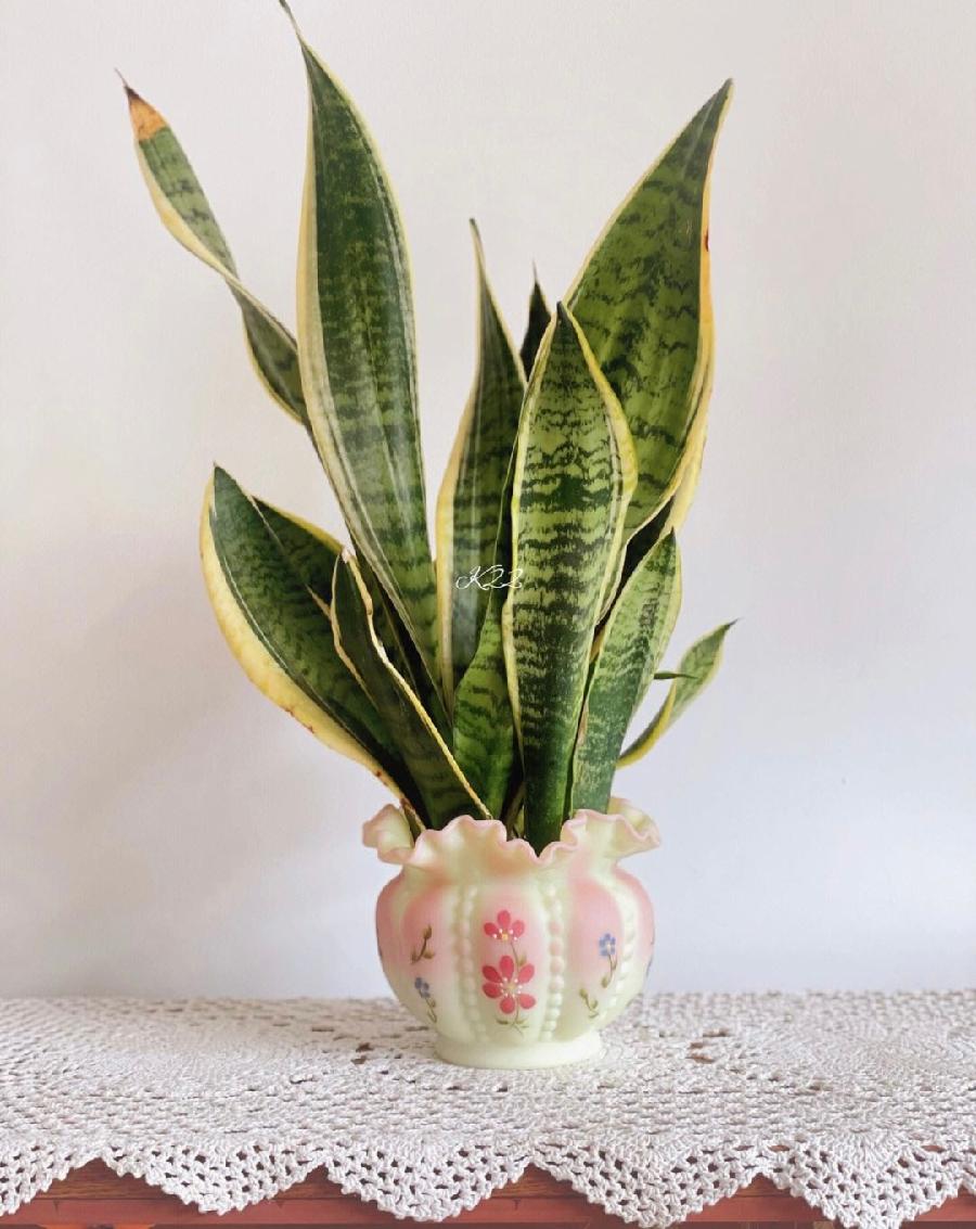 【新诗大观】虎皮兰（散文）||文/杜海军（图4）