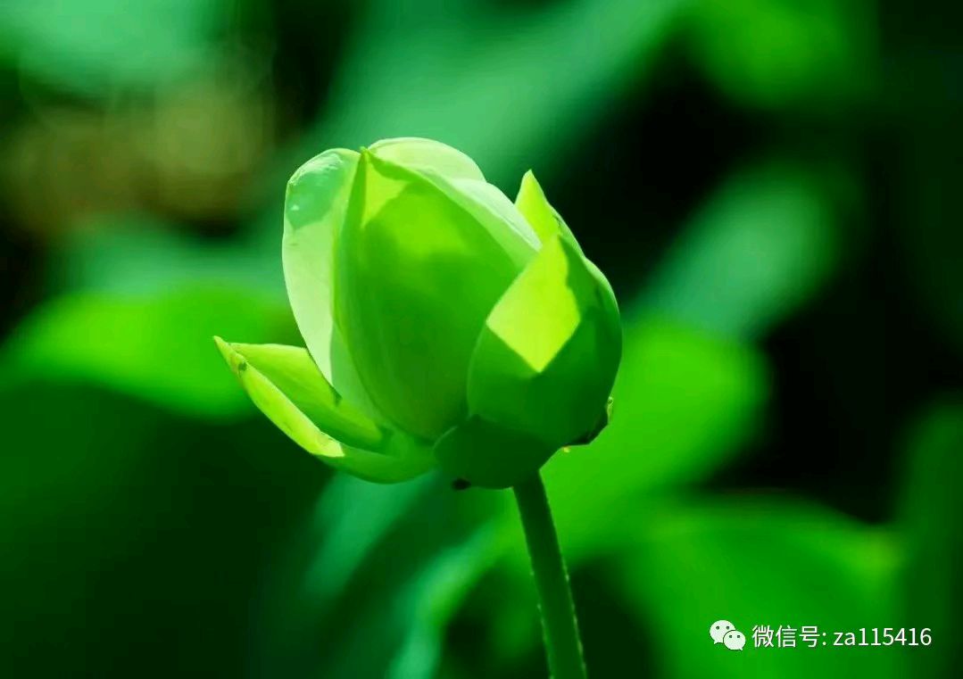 程宝玉〔内蒙古〕诗歌专辑十二【冰心文化传媒】（图29）