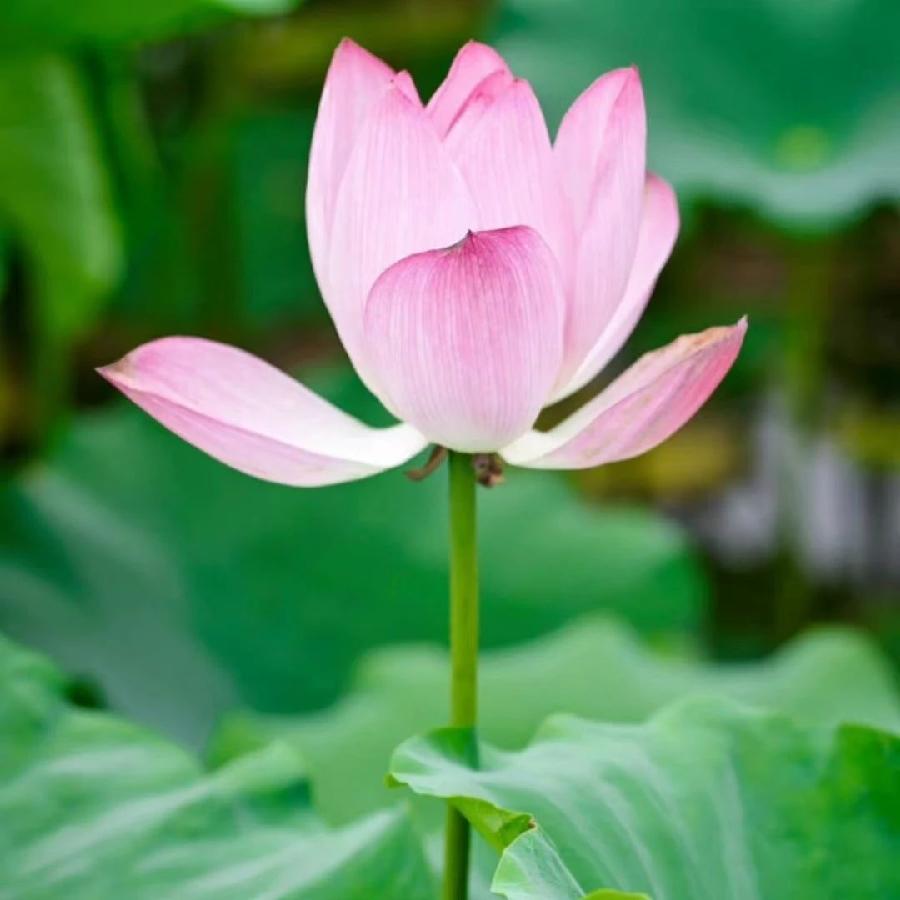 一切又回到从前 (组诗) 文/太平王子(图3)