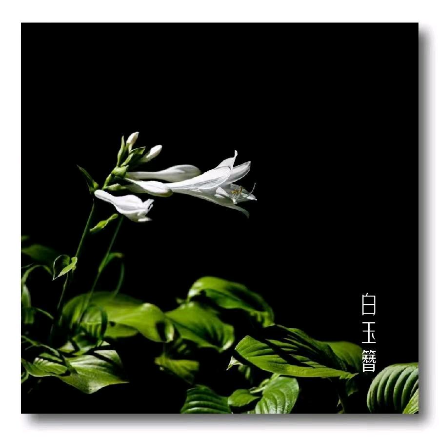 韩庚的《白玉簪》