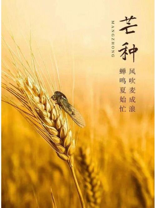 芒种节：文/李忠共（图3）