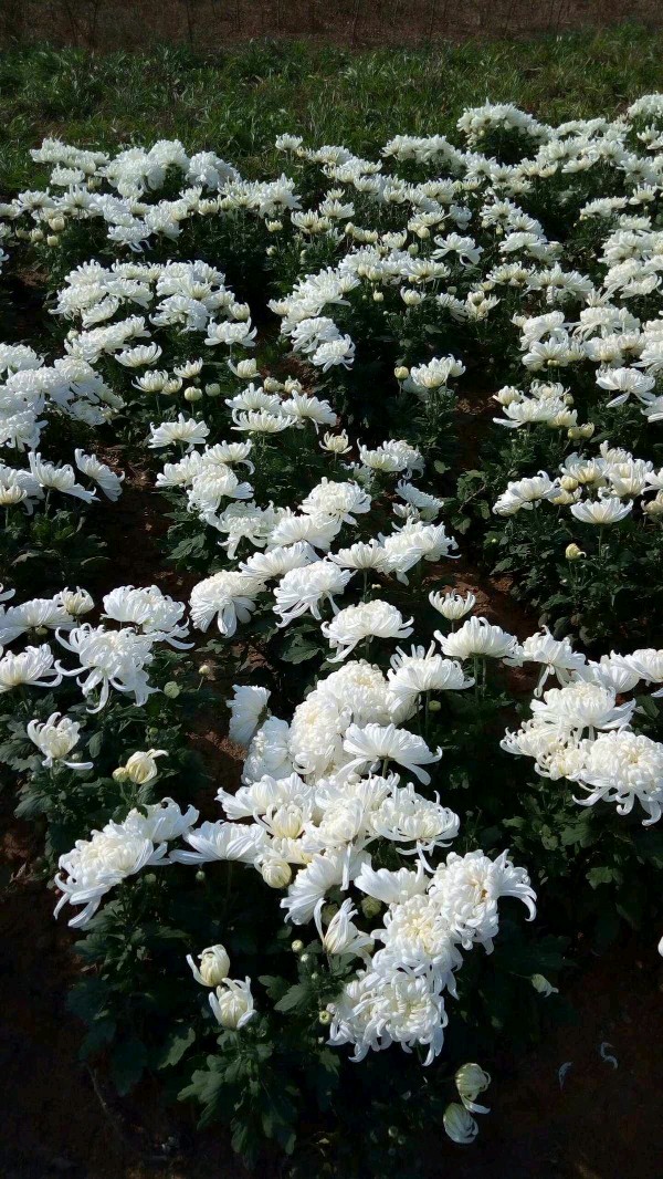 白雪朗诵【二十四级台阶】作者/静宜（图6）