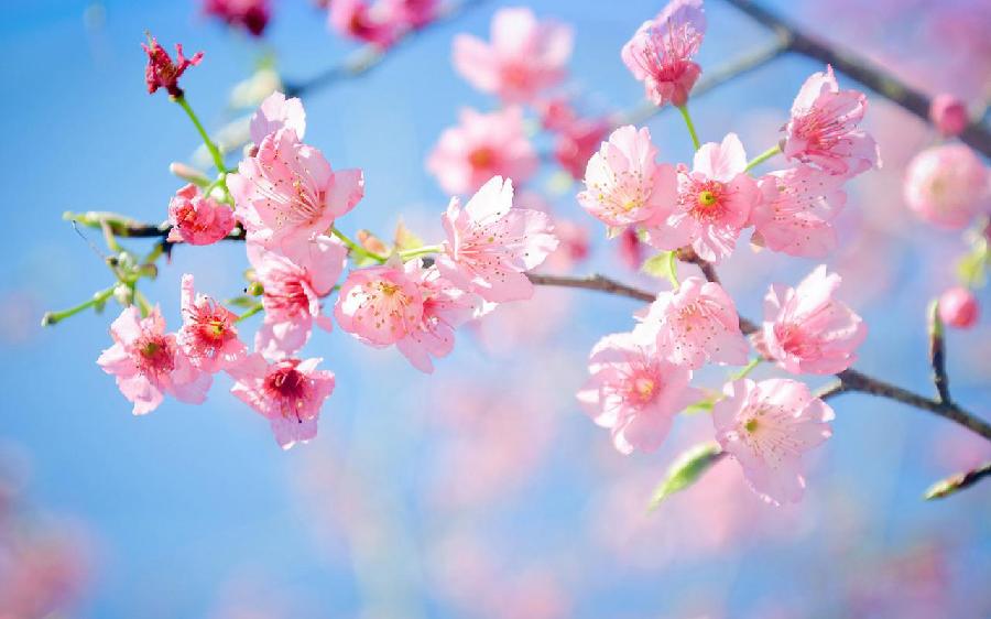 【新诗大观】季节||文/邵峰||诵/文嘉