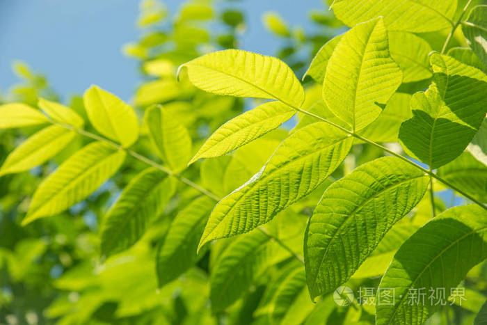 【新诗大观】季节||文/邵峰||诵/文嘉(图3)
