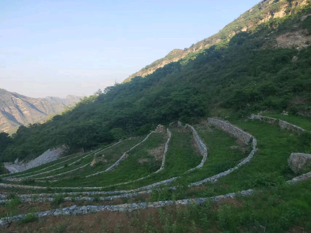 马全增一行到北京上方山叶天士药谷黄精基地调研(图3)