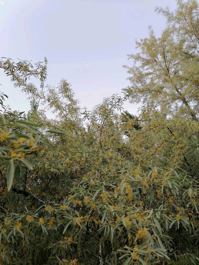 《五月的沙栆花》作者:王建华【主播:雪如玉】【桃源国际诗歌集团】用声音传递温暖以诵读致敬人生♬（图6）