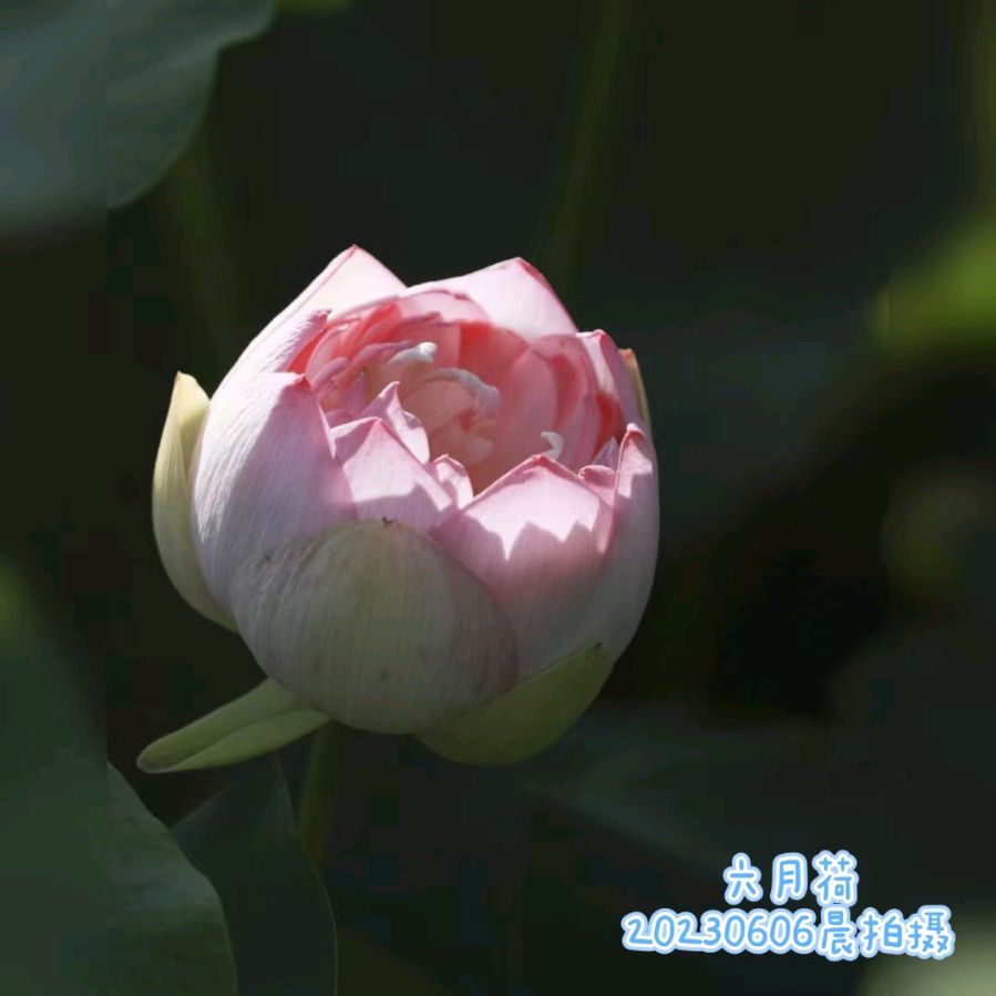 梅尔朗诵【六月的心事】作者/六月荷（图9）