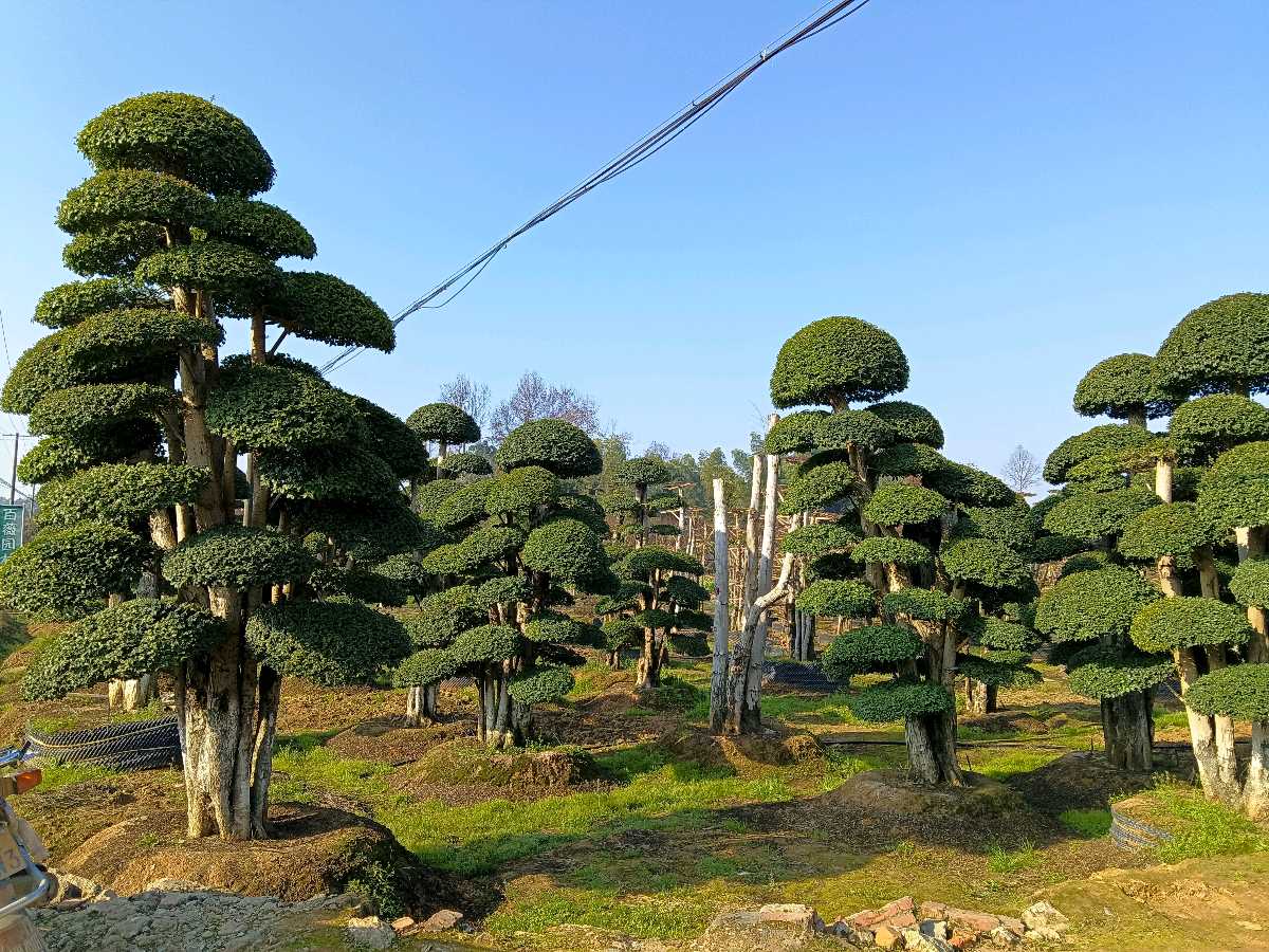 七律☆咏杨梅（图2）