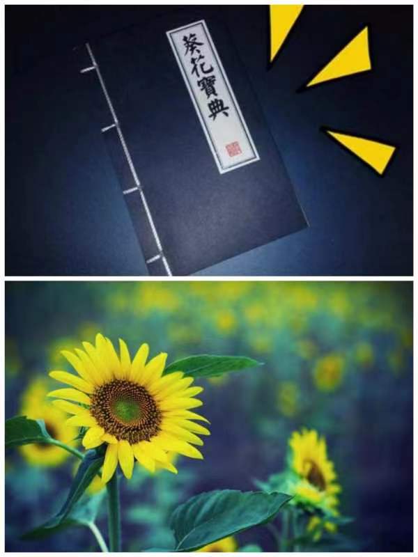 韩庚的《向日葵》