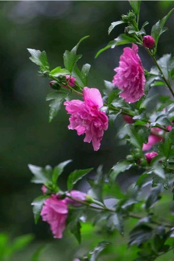 韩庚的《木槿花》