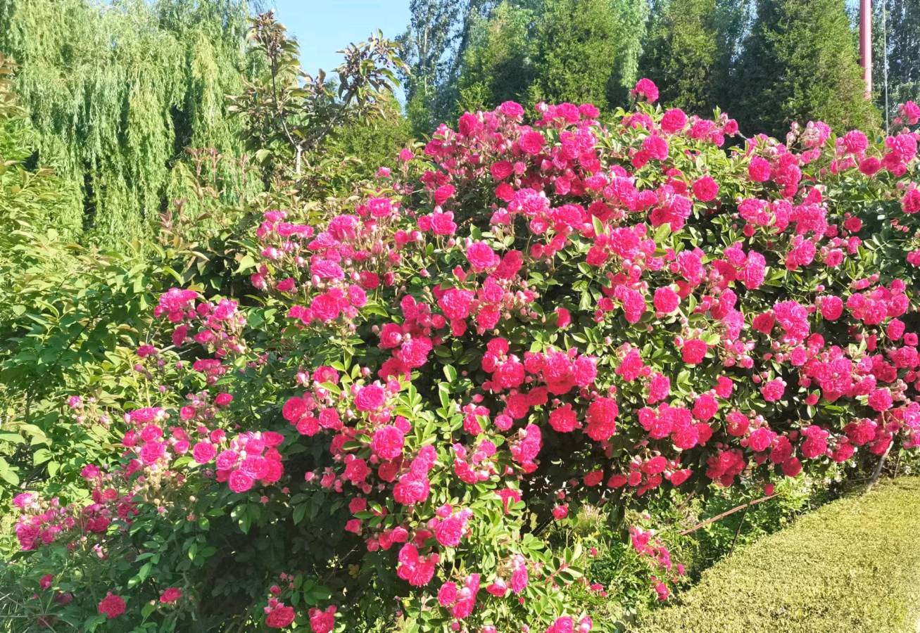 《父亲节》外15首.联机全球发布袁华成作品欣赏（图6）